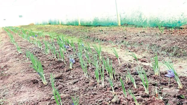 కుంకుమ పువ్వుపై పరిశోధనలు