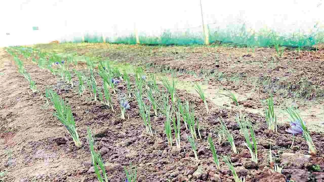 కుంకుమ పువ్వుపై పరిశోధనలు