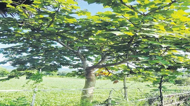 కనుమరుగవుతున్న అటవీ ఉత్పత్తులు