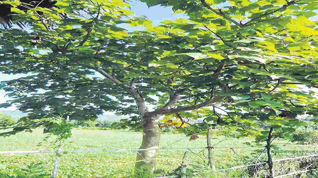 కనుమరుగవుతున్న అటవీ ఉత్పత్తులు