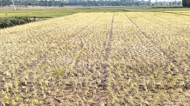 ఈసారి వర్రీ తప్పదా?