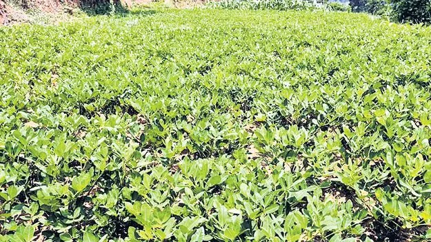 వేరుశనగతో సిరులు