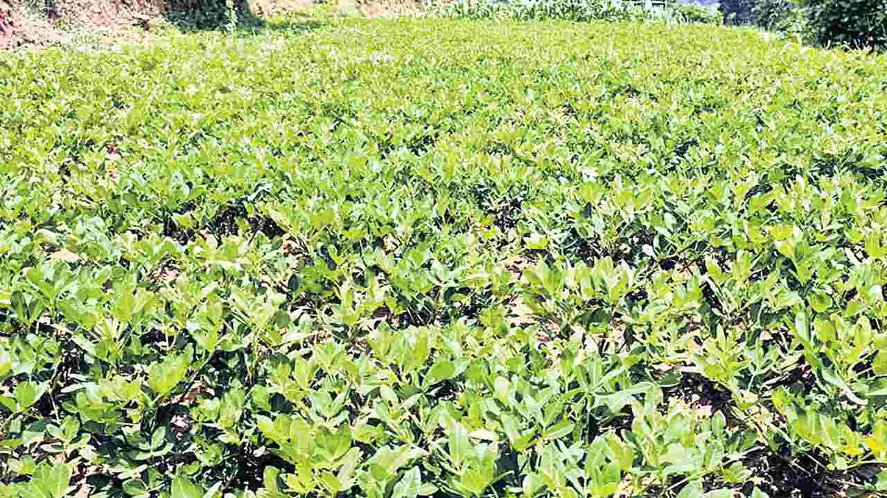 వేరుశనగతో సిరులు