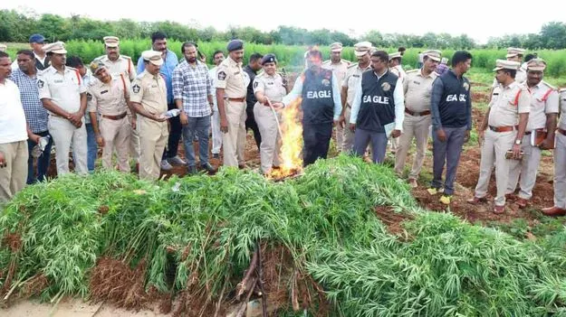 గంజాయి సాగు పాత నేరస్థుడి పనే!