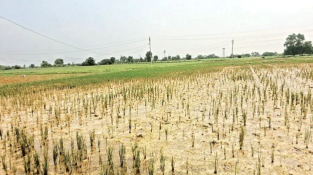 వరి.. వర్రీ