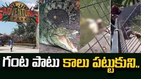 కేర్ టేకర్‌ కాలు పట్టుకున్న మొసలి.. ఓ గంట తర్వాత.. 