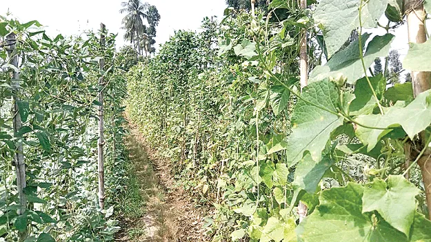 The ‘Struggles’ for a Fair Return గిట్టు‘పాట్లు’