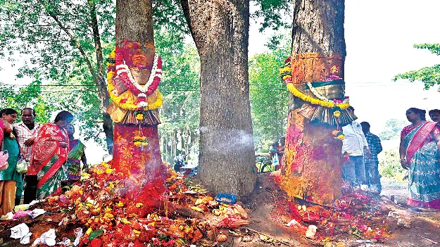 Relocation of the Sirimanu tree today. నేడు సిరిమాను చెట్టు తరలింపు