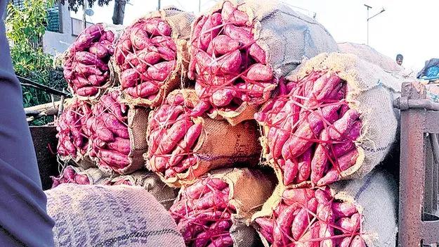 చిలకడదుంప ధర పతనం
