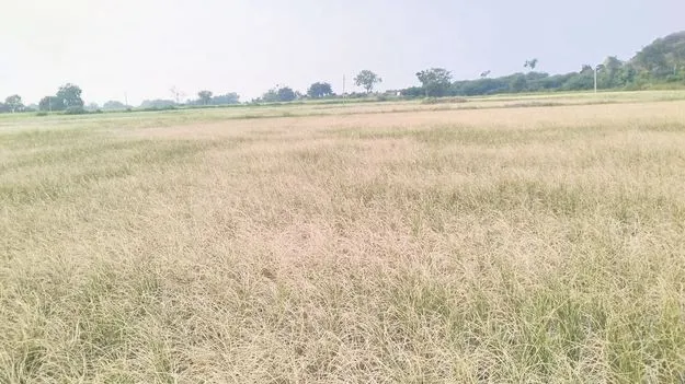 కమ్ముకున్న కరువు మేఘాలు