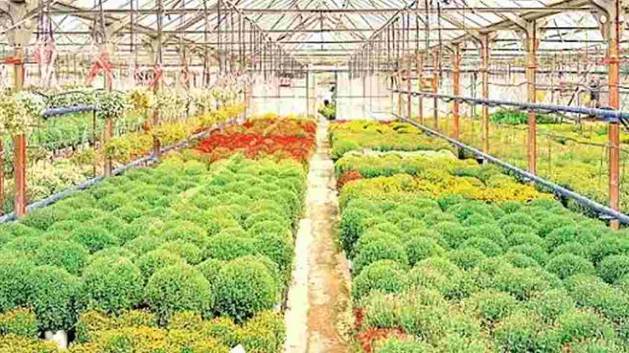 హార్టికల్చర్ హబ్పై విస్తృత ప్రచారం: అచ్చెన్న – general హార్టికల్చర్ హబ్పై విస్తృత ప్రచారం: అచ్చెన్న – general