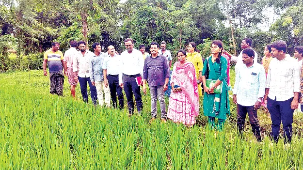 ఆరుతడి పంటలతో అధిక దిగుబడులు 