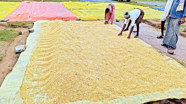 పలకరించిన వర్షం 