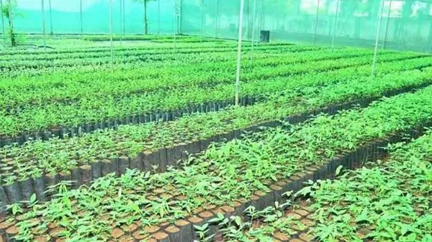 ఈ ఏడాది 10 కోట్ల మొక్కలు సిద్ధం