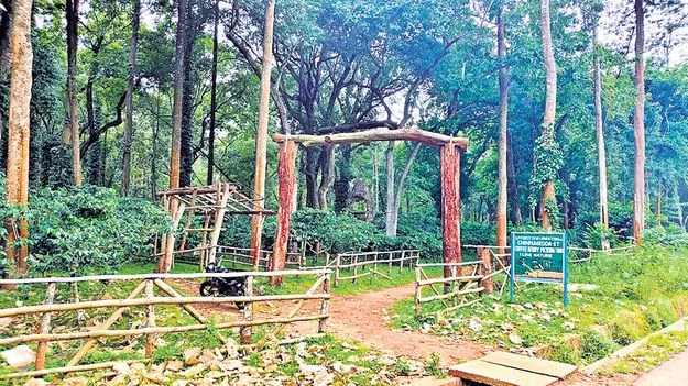 కాఫీ బెర్రీ పికింగ్‌ టూర్‌పై ఎందుకీ నిర్లక్ష్యం?