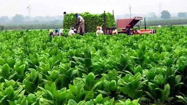 ఏపీ పొగాకు రైతులకు కేంద్రం ఊరట