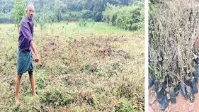కాఫీ ప్రాజెక్టుకు తూట్లు!