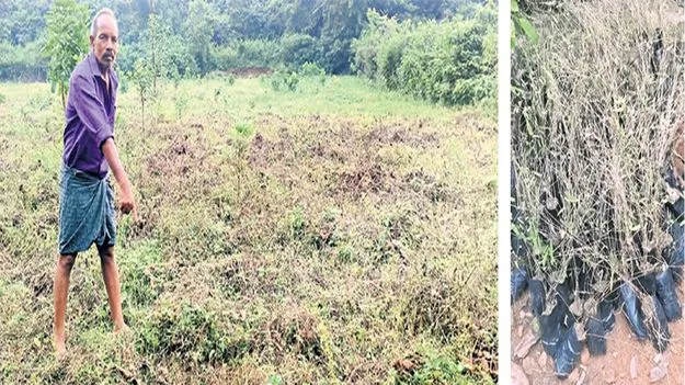 కాఫీ ప్రాజెక్టుకు తూట్లు!