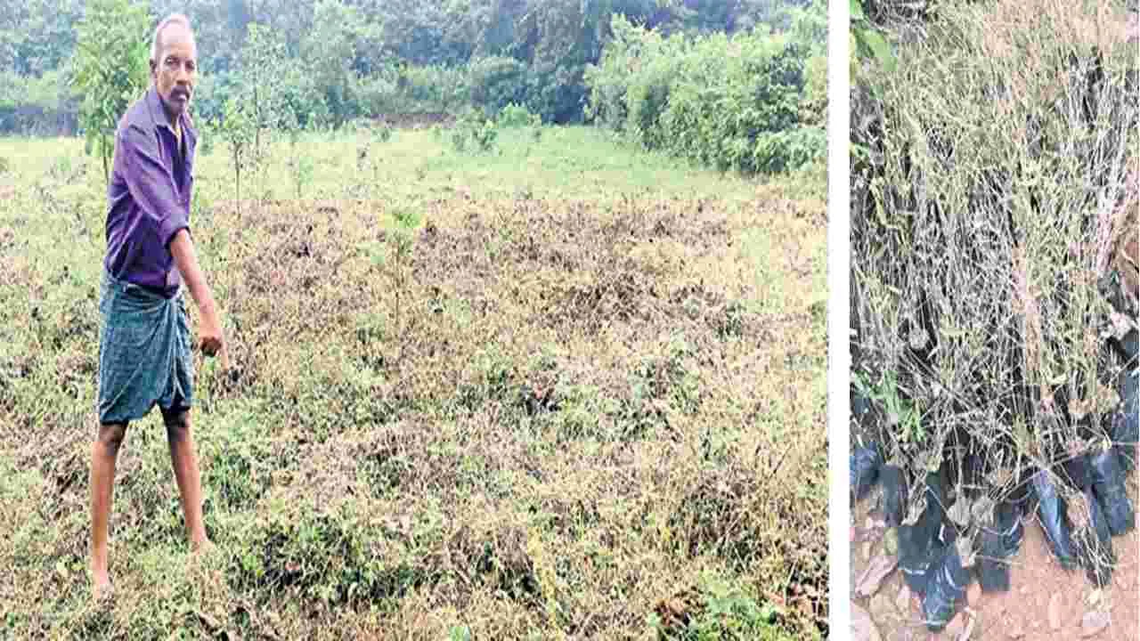 కాఫీ ప్రాజెక్టుకు తూట్లు!