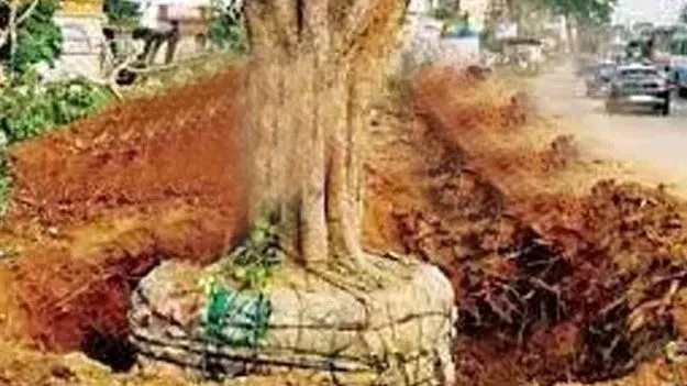 చెట్ల ట్రాన్స్‌లొకేట్‌కు చర్యలు తీసుకున్నాం 
