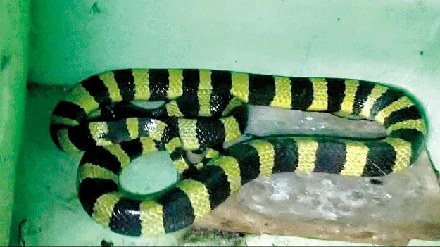  ఇంట్లోకి చొరబడిన కింగ్‌ కోబ్రా