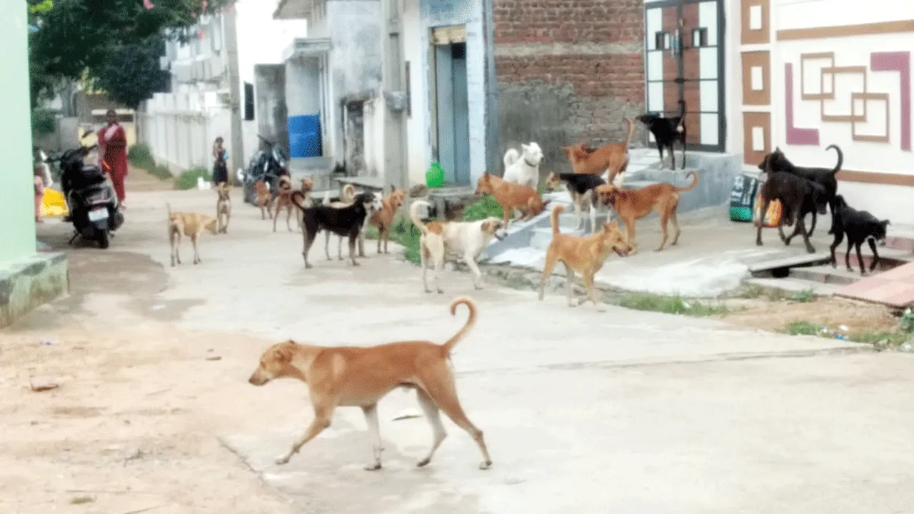 శునకాలతో బెంబేలు