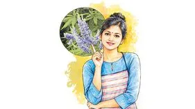 వావిలి... వాత రోగాలకు ఔషధం