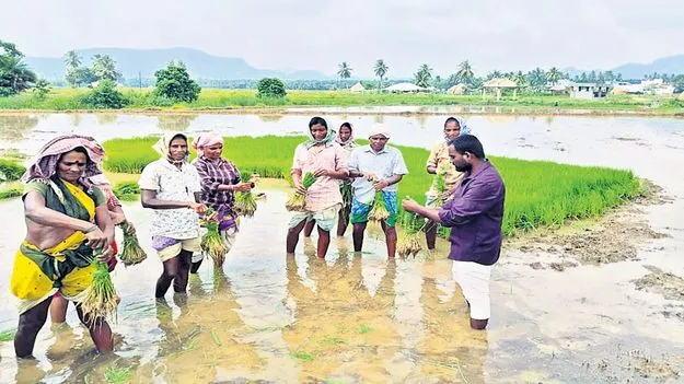 ఆలస్యంగా వరినాట్లు