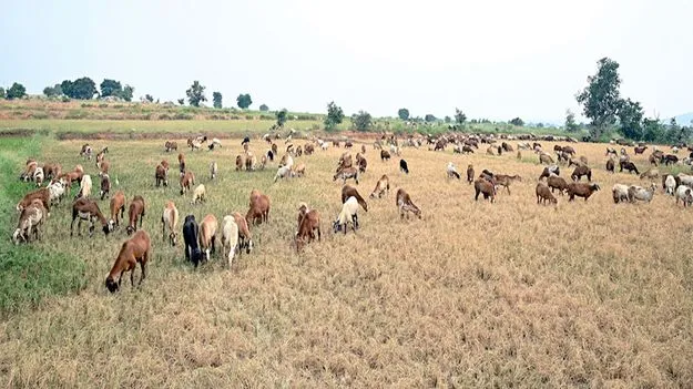  పాలమూరుపై కరువుకాటు