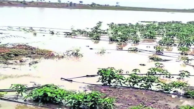 RAIN: ఊరట నిచ్చిన వర్షం