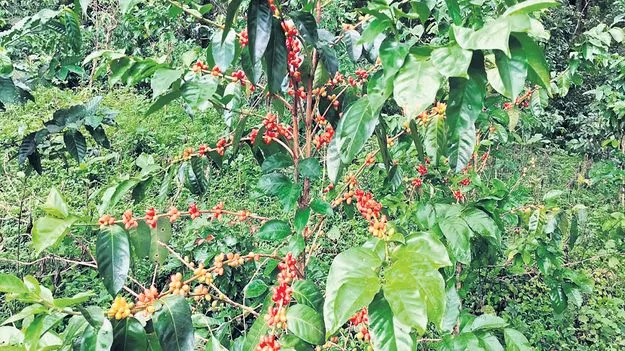 మన్యం కాఫీకి ఎల్‌నినో దెబ్బ