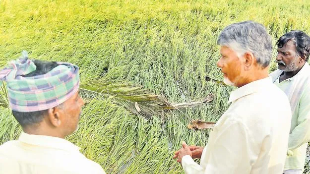 రైతులకు పంటల ‘బీమా’ రక్షణ!