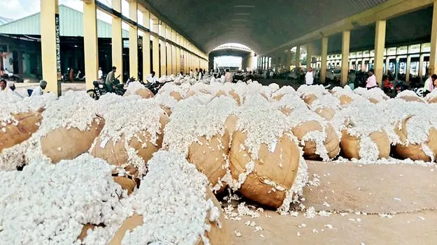 పత్తి ధర పతనం