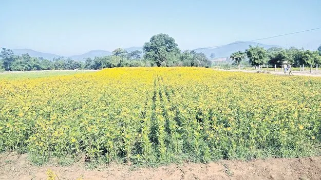 మన్యంలో వలిసెల సాగుకు ప్రోత్సాహం