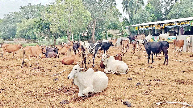 71 గోవులకు బ్రూసెల్లోసిస్‌ వ్యాధి