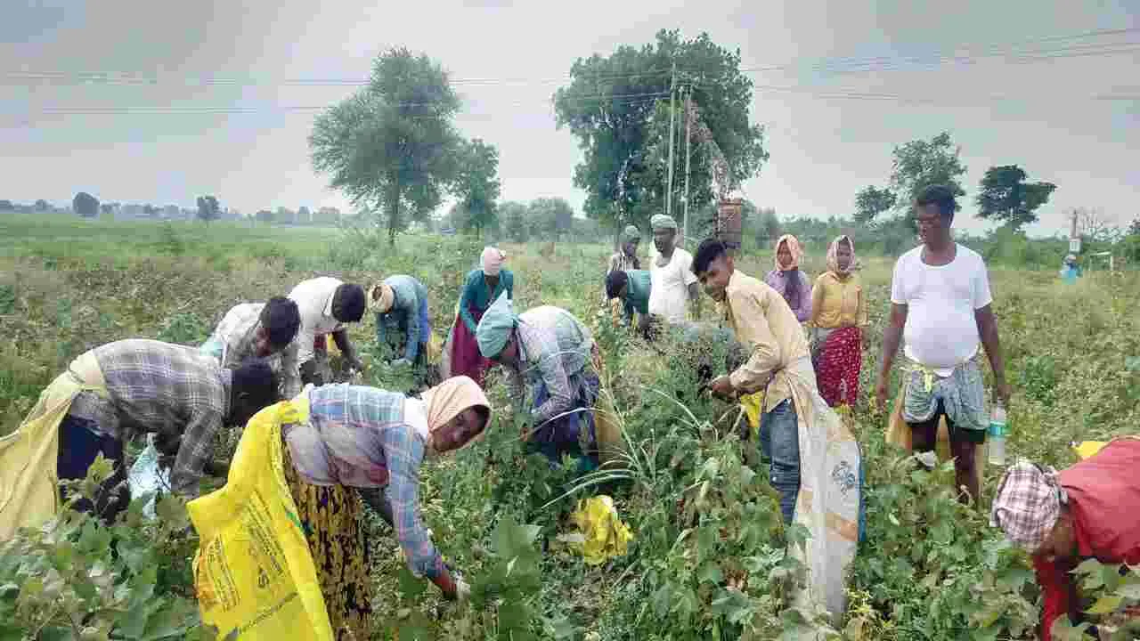 వలస జిల్లాకే వలస