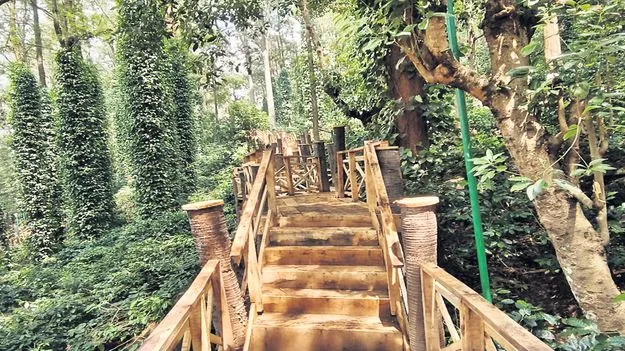 సుంకరమెట్ట కాఫీ ట్రయల్‌లో అదనపు సొబగులు