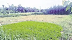 ఖరీఫ్‌ ఆశలు ఆవిరి