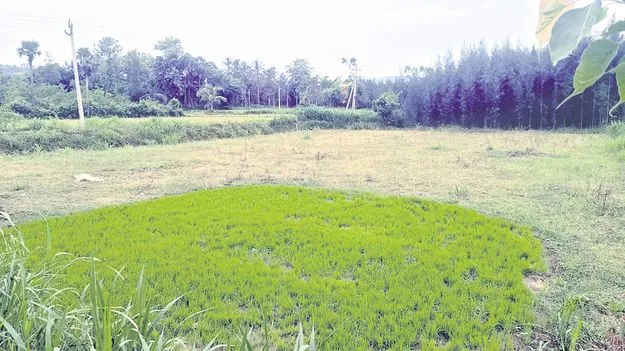 ఖరీఫ్‌ ఆశలు ఆవిరి