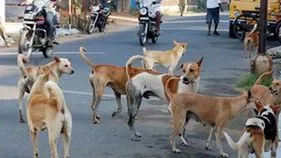 వీధి కుక్కలు తరమడంతో బైకుపై నుంచి పడి మహిళ మృతి 