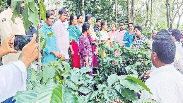 కాఫీ బెర్రీ బోరర్‌పై సమరం!