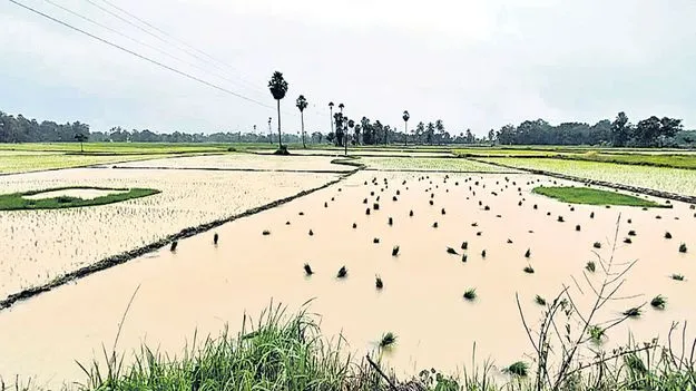 కరువు తీరా వాన