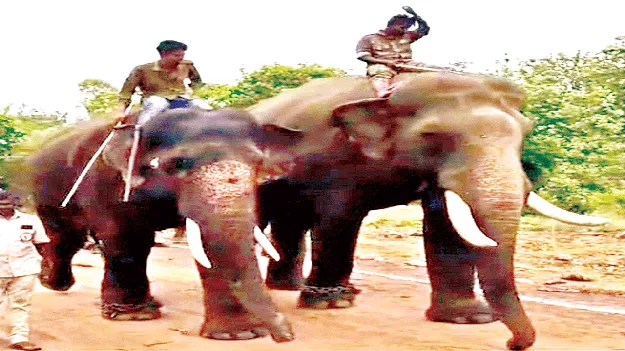 కుంకీలు ఏం చేస్తున్నాయో?