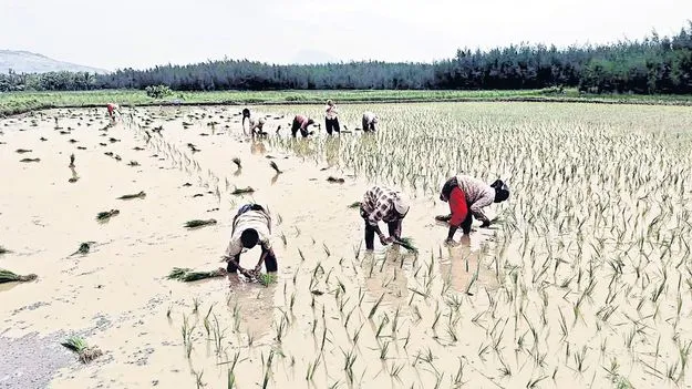 వరికి ఊపిరి