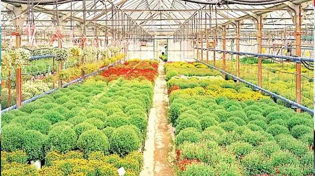 గ్లోబల్‌ ఫ్రూట్‌ బౌల్‌గా హార్టికల్చర్‌ హబ్‌!