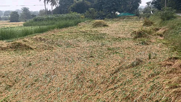  చేతికొచ్చిన వరిపైరు నీటిపాలు