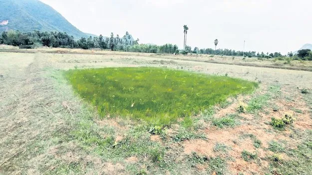 మెట్ట రైతుకు కష్టకాలం