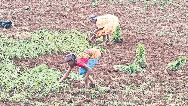 జోరుగా రాగుల నాట్లు 