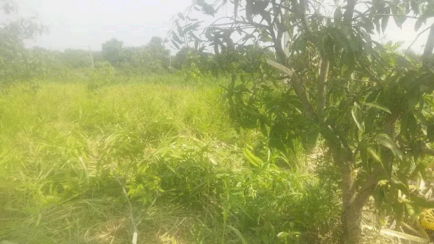 పంటలపై కొనసాగుతున్న గజ దాడులు