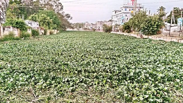 కేసీలో గుర్రపు డెక్క